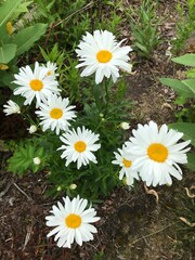 numerous pretty white daisies with yellow centers