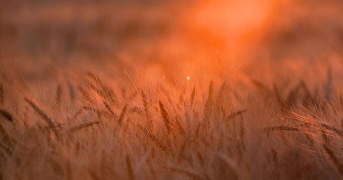 ripe stalks of wheat in a wheat field at sunset