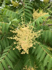 yellow flower surrounded with green leaves