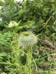 close up of a spiky flower