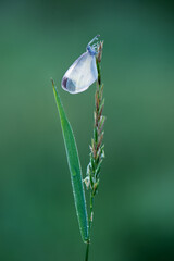 a small white butterfly dries its wings early in the morning in a clearing in dew