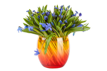 Snowdrop, Beautiful blue spring flowers in vase (Asparagaceae, Scilla, Snowdrop), isolated on white background