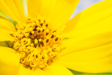 close up of nature sunflower