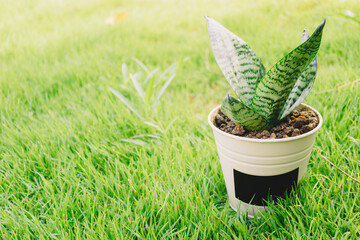 a green little tree plant in a white pot on the nature  grass garden