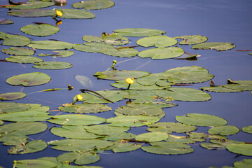 Yellow water Lily, flower close-up on a background of green leaves. Yellow leaves and water Lily flowers in the pond.