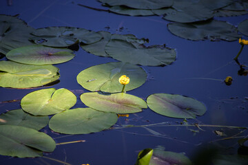 Yellow water Lily, flower close-up on a background of green leaves. Yellow leaves and water Lily flowers in the pond.
