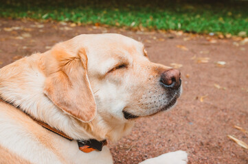 The dog smiles, closing his eyes. Relax with the pleasure of a Labrador Retriever in nature