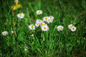 Field chamomile flowers. A beautiful scene of nature with blooming medical daisies in the sunlight. Summer flowers. Beautiful meadow. Summer background.