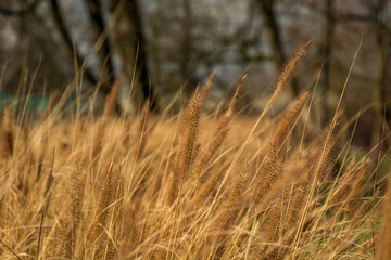 Low angle yellow grass wheat growing on field on bright sunny day. Shallow depth of field