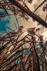 Wheat grass on blue sky with white clouds.  Shot from ground level looking up. Unique perspective of straws