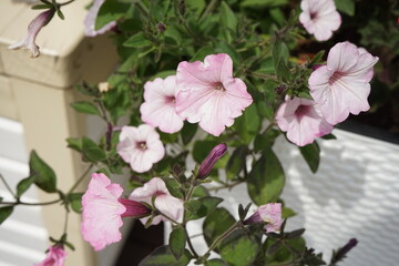 Naklejka na ściany i meble pink cherry blossom in spring