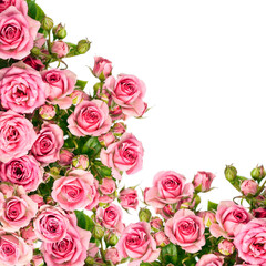 Beautiful Roses Bouquet Flowers Background. Copy spase, flat lay, top view, Holiday symbol. Greeting card, isolated on white