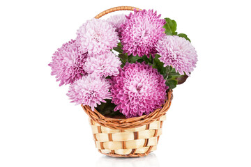 Chrysanthemum Flowers in basket isolated on white