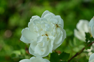 Obraz premium Spider on a white rose flower