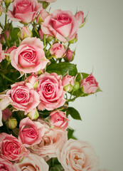 Pink Roses Bouquet. Flowers background