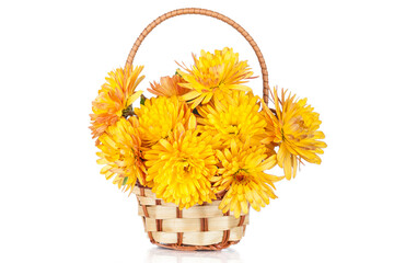 Fototapeta na wymiar Yellow Chrysanthemum Flowers in basket