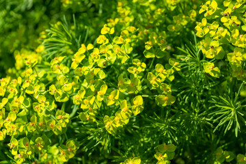 Green bush with yellow flowers. Garden landscape.