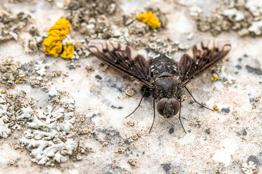 Gew&ouml;hnlicher Trauerschweber, Anthrax anthrax