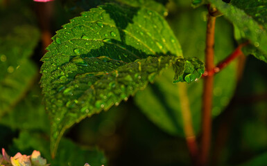 green leaf with water drops