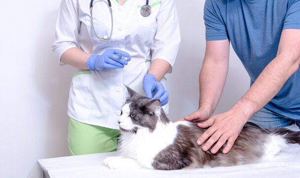 a veterinarian in a white coat and blue medical gloves gives an injection to a Maine Coon cat. the doctor is helped by the cat's owner, who keeps it on the table.