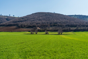 Fototapeta na wymiar Agriculture, hilly landscape with cultivated fields