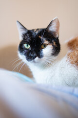 portrait of a cat with multi-colored color in the house