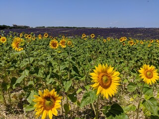 Obraz premium Lavande du plateau de Valensole à la saison estivale des fleuraison juin et juillet, ensuite c'est la ceuillette, région Sud de la france alpes de haute provence à coté du verdon
