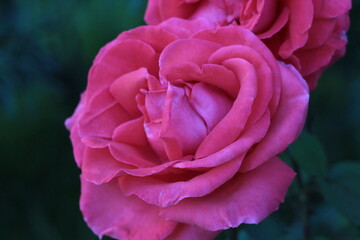 Beautiful Pink Rose In The Garden