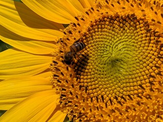 Lavande du plateau de Valensole &agrave; la saison estivale des fleuraison juin et juillet, ensuite c'est la ceuillette, r&eacute;gion Sud de la france alpes de haute provence &agrave; cot&eacute; du verdon