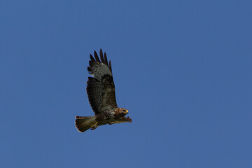 Mäusebussard