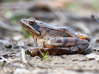 European common frog (Rana temporaria) in National Nature Reserve Sur, Slovakia