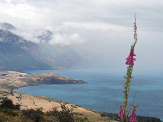Pink flower, blue lake and misty mountains
