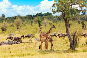 Safari concept. African typical landscape. Wildebeests, zebras and giraffes in african savannah. Masai Mara national park, Kenya.
