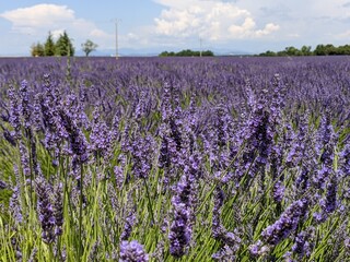 Lavande du plateau de Valensole à la saison estivale des fleuraison juin et juillet, ensuite c'est la ceuillette, région Sud de la france alpes de haute provence à coté du verdon