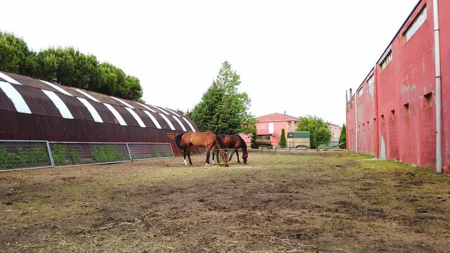 Two beautiful brown well-groomed horses with shiny hair. Ranch, stable.