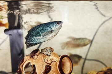 Tropical gourami fish trichogaster in the aquarium. Colourfull fishes on a clear water background