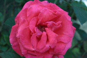 Beautiful Pink Rose In The Garden