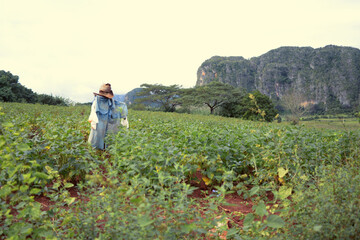 tobacco plantation in cuba