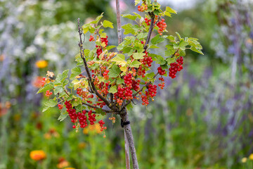Red currant berries on a green branch in the garden.