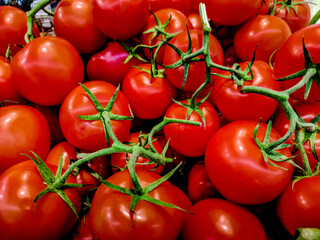 ripe, red tomatoes on a branch with dew drops close-up, on a white background