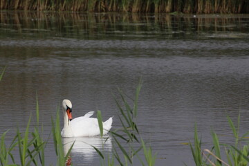 Schwan