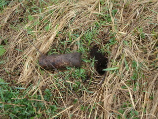 Military excavations near Novgorod the Great, Russia, 2011 (17)