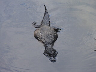 Obraz premium Alligators at Taxas Creek/Chico Mendes State Park/Rio de Janeiro/Brazil - June 27 th 2020
