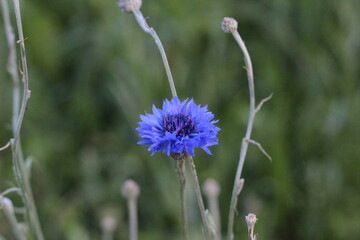 Beautiful Blue Cornflower In The Field