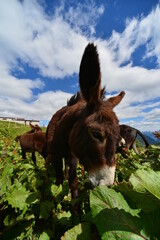 beautiful brown mule in mountain meadow with blue sky with white clouds