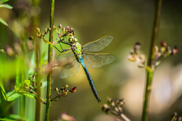 Dragonfly resting by a pond