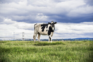 Friesian cow at the severn estuary