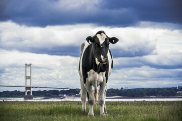 Friesian cow at the Severn Estuary