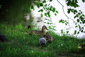 Ducks rest on the spring grass at the water's edge. Birds hide in the shade from the summer heat. Birds close-up.