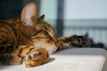 Bengal cat sleeping